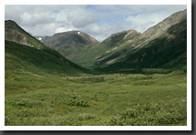 The Cottonwood Valley