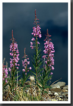 Fire Weed