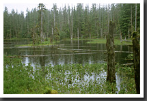 Pond in Rain Forest