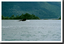 Breaching Humpback Whale