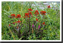Indian Paintbrush