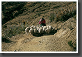 Shepherd with Flock