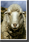 Sheep