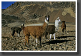 Llamas