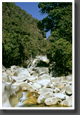 Tropical Creek