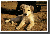 Young Dog