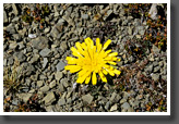 Yellow Flower
