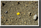 Yellow Flower