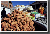 Roasted Peanuts