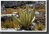 Frost-Resistant Flower