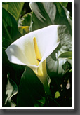 Calla