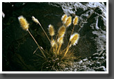 Grass