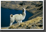 Llama