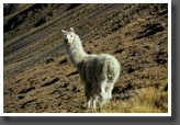 Llama