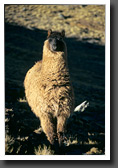 Llama