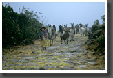 Llama Herd