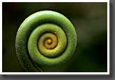 Fern Bud