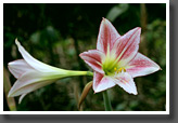 Lily