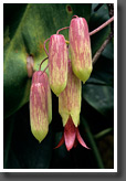 Tropical Flower