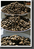 Tubers