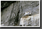 Sea Gulls
