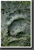 Bear Foot Prints