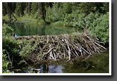 Beaver Dam