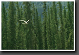 Arctic Tern