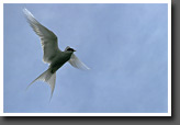 Arctic Tern