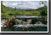 Beaver Dam