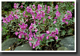 Fire Weed