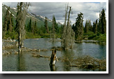 Cottonwood Creek