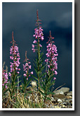 Fire Weed