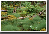 Temperate Rain Forest, Bartlett Cove