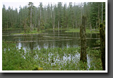 Pond in Rain Forest