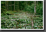 Pond in Rain Forest, Bartlett Cove