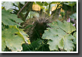 Porcupine