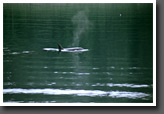 Killer Whale