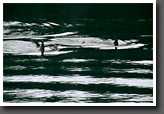School of Killer Whales