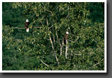 Bald Eagles