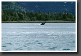 Paddling among Humpback Whales