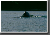 Humpback Whale on Collision Course