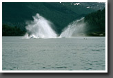 Breaching Humpback Whale