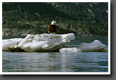 Glacier Bay II