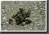 Grizzly Droppings