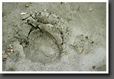 Grizzly's Footprint