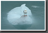 Sea gull on ice floe