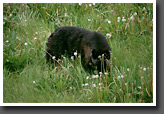 Young Black Bear