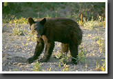 Black Bear Cub