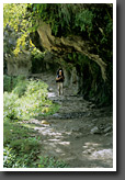 Trail